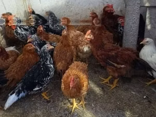 Chickens