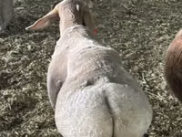 公羊, Sheep — 照片 3