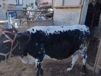Cow, Latvian Blue cattle — photo 3