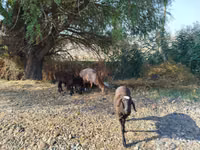 Koç, Koyunlar — foto 1