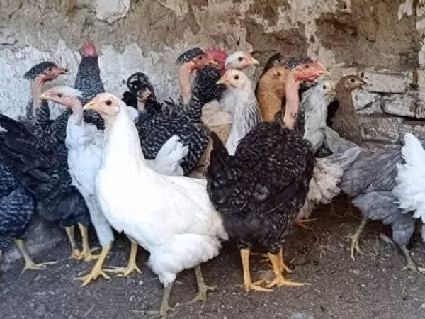 Chickens — Ungarn