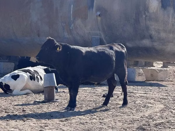 Bull, Aberdeen-Angus — Kazakhstan