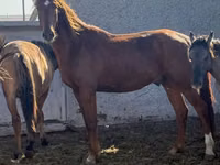 Ngựa đực, Mugalzhar horse — ảnh 4