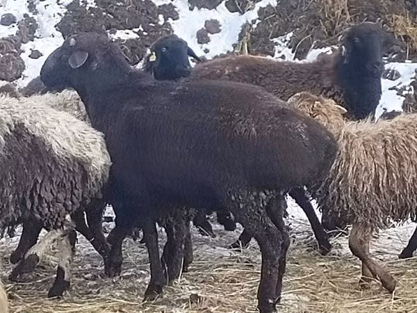 Ram, Hissar sheep — Kazakhstan