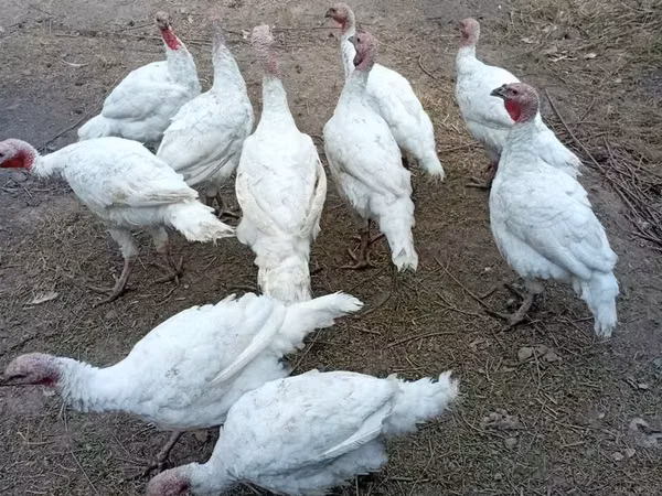 Turkeys — Armeeniya