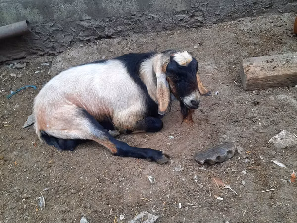 公羊, Sheep — 摩尔多瓦