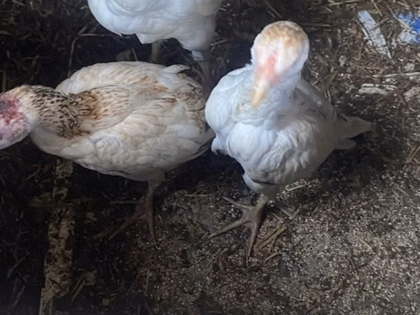 Chickens