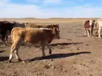 सांड, मवेशी — फ़ोटो 6