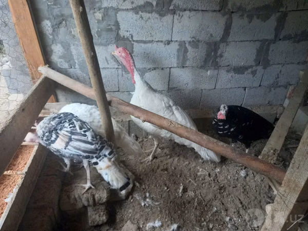 Turkeys — Узбекистан