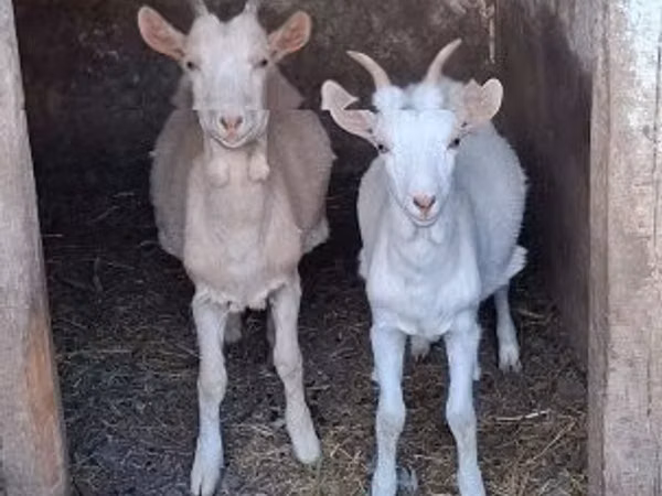 Goats (batch, sex not specified), Goats