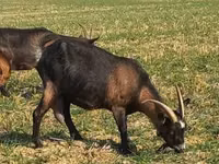 Goat, Alpine goat — photo 2