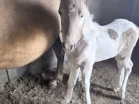 ሴት ፈረስ, Pinto horses — ፎቶ 4