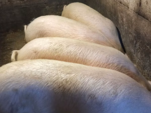 Sow,  — Moldova