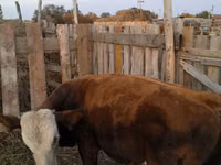 Bull, Cattle — photo 2