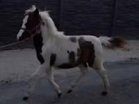 مادیان, اسب — عکس 7