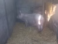 Ana donuz, Donuzlar — foto 4