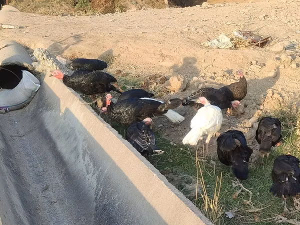 Turkeys