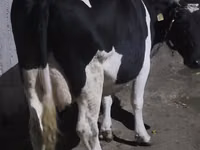 Cow, Holstein breed — photo 1