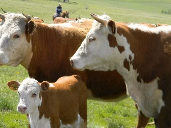 गाय, Latvian Blue cattle — कज़ाखस्तान