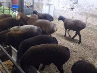 Koyun, Hissar sheep — foto 2