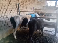 Bull, Cattle — photo 3
