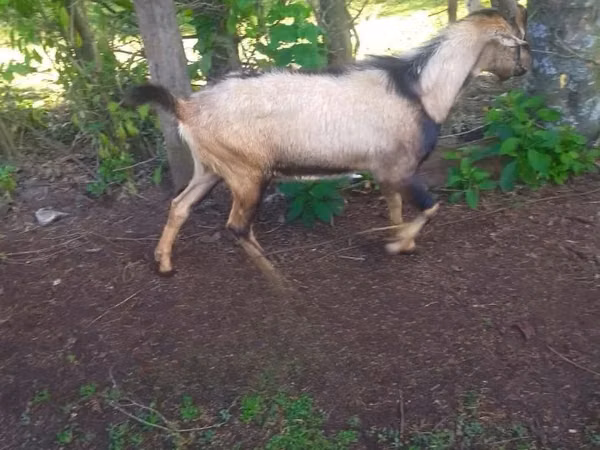 Țap, Alpine goat