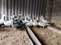 Ducks — 1. fotó