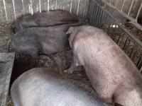 Cinghiale, Maiali — foto 2