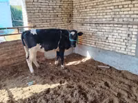 Kuh, Russian Black pied cattle — Foto 3