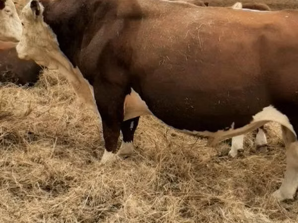 Bull, White-headed Ukrainian