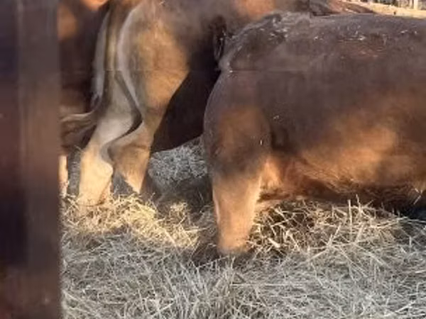 Cow, Limousin cow — Hungary