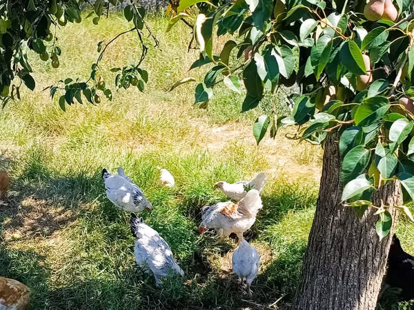Chickens — Kyrgyzstan