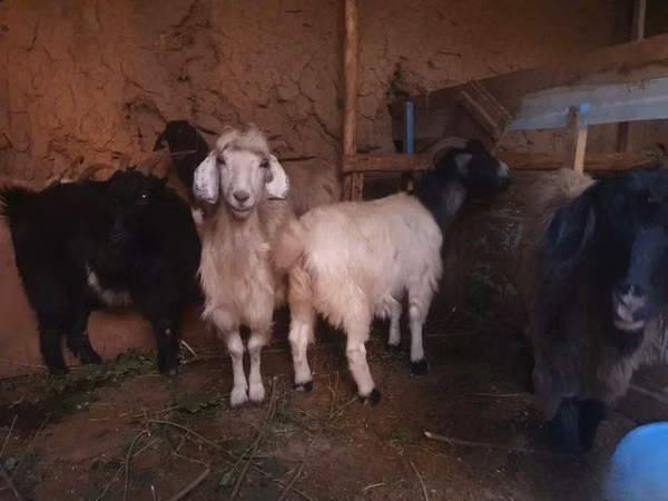 Goat, Goats — Uzbekistan