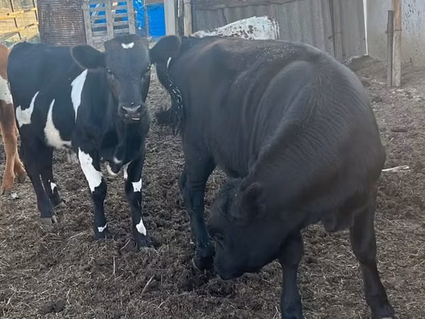 公牛, Cattle — 哈萨克斯坦