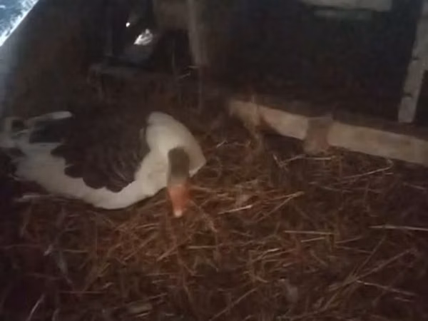 Geese — جمهوری آذربایجان