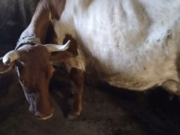 Cow, Simmental cattle — Kazakhstan