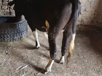 Cow, Russian Black pied cattle — photo 1