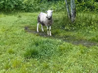 Ovan, Romanov sheep — fotografija 2