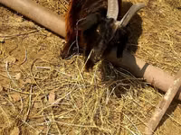 بز ماده, بز — عکس 3