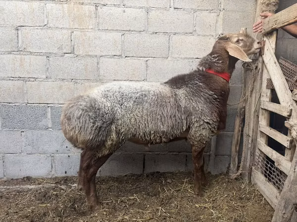 میش, گوسفند — قرقیزستان