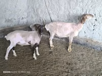 Вівця, Вівці — фото 2