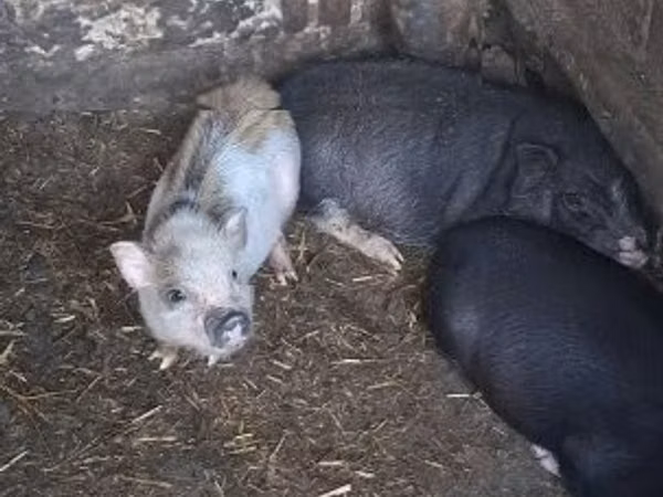 Sow, Pigs — Hungary