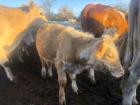 Bull, Auliekol breed — photo 3