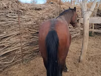 اسب نر, Kazakh horse — عکس 2