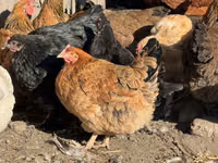 Chickens — عکس 3