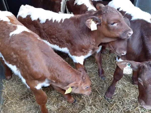 सांड, Simmental cattle — पोलैंड
