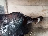 Turkeys — ছবি 4