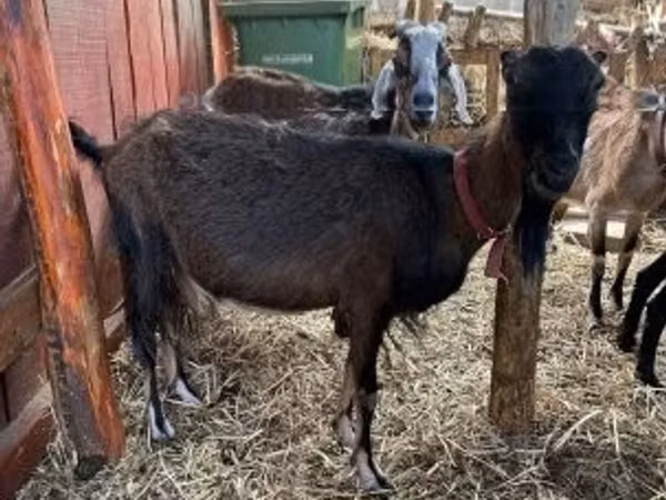 Goat, Nubian Goat — Hungary