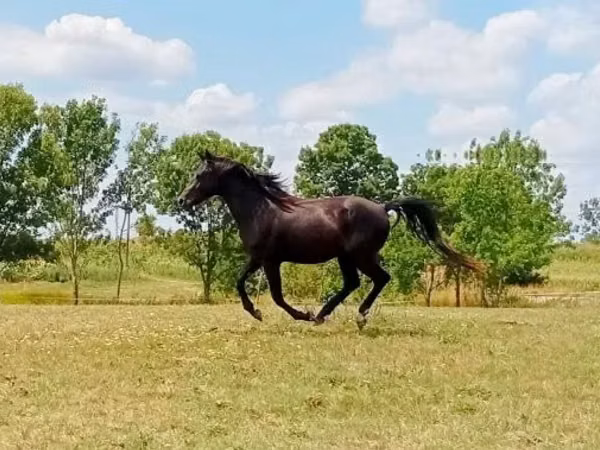 Aygʻir, American paint horse