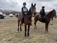 Ngựa đực, Horse breed — ảnh 3